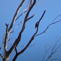 Artamus cyanopterus (Dusky Woodswallow) at Kentucky State Forest - 23 Jun 2024 by Darcy