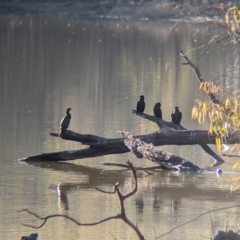 Phalacrocorax sulcirostris (Little Black Cormorant) at Murray Valley Regional Park - 23 Jun 2024 by Darcy