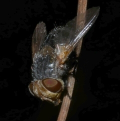 Eurygastropsis tasmaniae at suppressed - 8 Dec 2022 10:33 PM