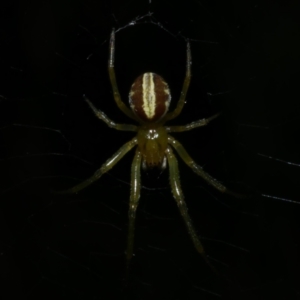 Deliochus zelivira at WendyM's farm at Freshwater Ck. - 9 Dec 2022 10:25 PM