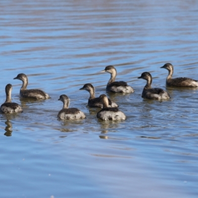 Poliocephalus poliocephalus (Hoary-headed Grebe) at Jerrabomberra Wetlands - 23 Jun 2024 by RodDeb