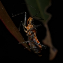 Gminatus australis at WendyM's farm at Freshwater Ck. - 9 Dec 2022 by WendyEM