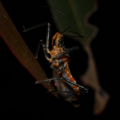 Gminatus australis (Orange assassin bug) at WendyM's farm at Freshwater Ck. - 9 Dec 2022 by WendyEM