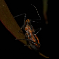 Gminatus australis at WendyM's farm at Freshwater Ck. - 9 Dec 2022 10:22 PM