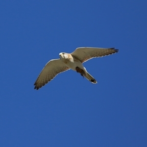 Falco cenchroides at Jerrabomberra Wetlands - 23 Jun 2024 12:25 PM