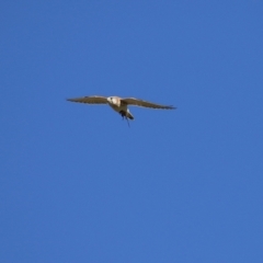 Falco cenchroides at Jerrabomberra Wetlands - 23 Jun 2024 12:25 PM