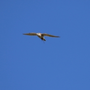 Falco cenchroides at Jerrabomberra Wetlands - 23 Jun 2024 12:25 PM