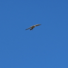 Falco cenchroides at Jerrabomberra Wetlands - 23 Jun 2024 12:25 PM