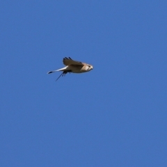 Falco cenchroides at Jerrabomberra Wetlands - 23 Jun 2024 12:25 PM