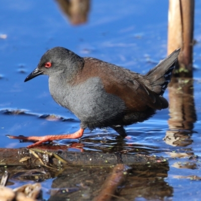 Zapornia tabuensis (Spotless Crake) at Jerrabomberra Wetlands - 23 Jun 2024 by RodDeb