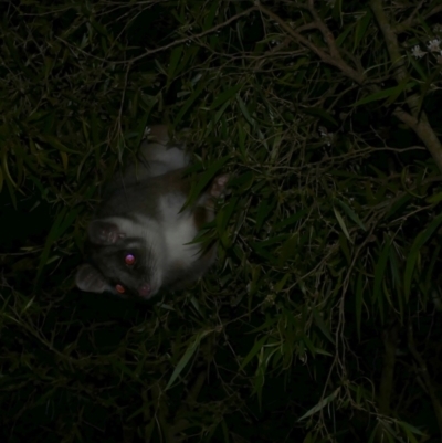 Pseudocheirus peregrinus (Common Ringtail Possum) at WendyM's farm at Freshwater Ck. - 9 Dec 2022 by WendyEM