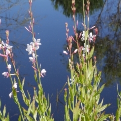 Oenothera lindheimeri (Clockweed) at WendyM's farm at Freshwater Ck. - 10 Dec 2022 by WendyEM