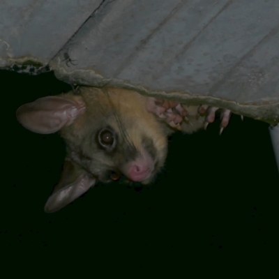 Trichosurus vulpecula (Common Brushtail Possum) at WendyM's farm at Freshwater Ck. - 10 Dec 2022 by WendyEM