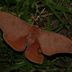 Opodiphthera helena (Helena Gum Moth) at WendyM's farm at Freshwater Ck. - 21 Dec 2022 by WendyEM