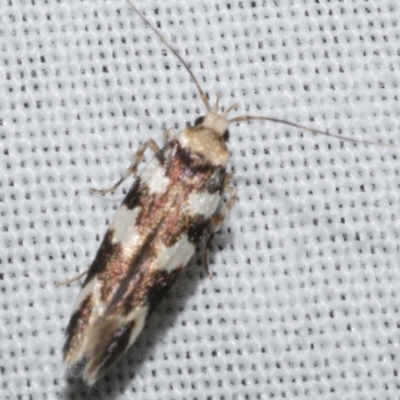 Limnaecia camptosema (Cosmopterigid) at WendyM's farm at Freshwater Ck. - 21 Dec 2022 by WendyEM