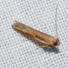 Eutorna tricasis (A Depressariid moth) at WendyM's farm at Freshwater Ck. - 22 Dec 2022 by WendyEM