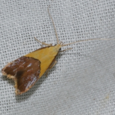 Crocanthes glycina (Lecithoceridae) at WendyM's farm at Freshwater Ck. - 22 Dec 2022 by WendyEM