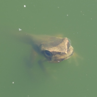 Litoria ewingii (Ewing's Tree Frog) at WendyM's farm at Freshwater Ck. - 30 Dec 2022 by WendyEM