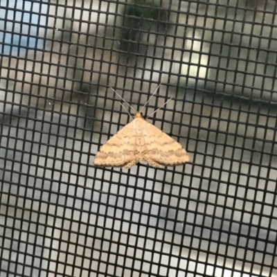 Scopula rubraria (Reddish Wave, Plantain Moth) at Florey, ACT - 7 Jan 2024 by KorinneM