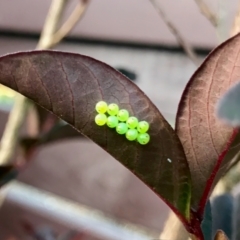 Notius depressus at Florey, ACT - suppressed