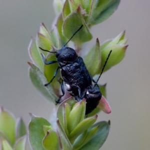 Aporocera (Aporocera) scabrosa at Florey, ACT - 7 Nov 2023