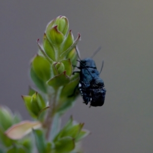 Aporocera (Aporocera) scabrosa at Florey, ACT - suppressed