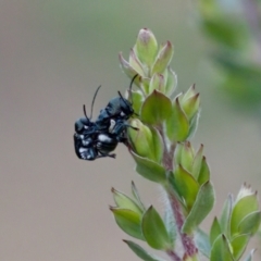 Aporocera (Aporocera) scabrosa at Florey, ACT - suppressed