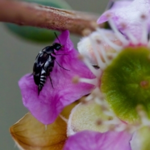 Mordella sp. (genus) at Florey, ACT - suppressed