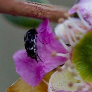 Mordella sp. (genus) at Florey, ACT - suppressed