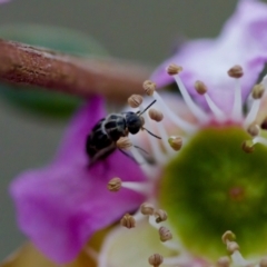 Mordella sp. (genus) at Florey, ACT - suppressed