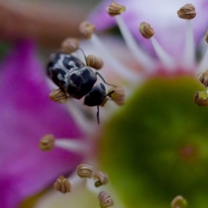 Mordella sp. (genus) at Florey, ACT - suppressed