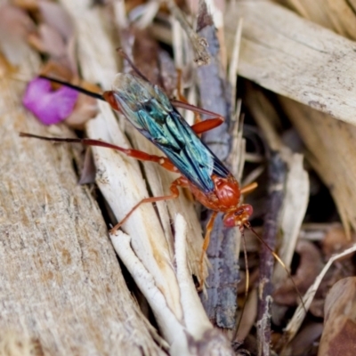 Lissopimpla excelsa (Orchid dupe wasp, Dusky-winged Ichneumonid) at Florey, ACT - 7 Nov 2023 by KorinneM