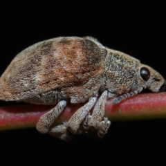 Gonipterus sp. (genus) (Eucalyptus Weevil) at Sth Tablelands Ecosystem Park - 20 Jun 2024 by TimL