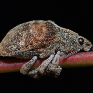 Gonipterus sp. (genus) at Sth Tablelands Ecosystem Park - 20 Jun 2024