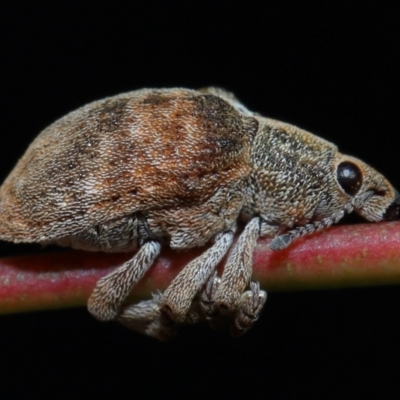 Gonipterus sp. (genus) (Eucalyptus Weevil) at Sth Tablelands Ecosystem Park - 20 Jun 2024 by TimL