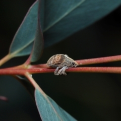 Gonipterus sp. (genus) at Sth Tablelands Ecosystem Park - 20 Jun 2024