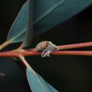 Gonipterus sp. (genus) at Sth Tablelands Ecosystem Park - 20 Jun 2024