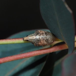 Gonipterus sp. (genus) at Sth Tablelands Ecosystem Park - 20 Jun 2024