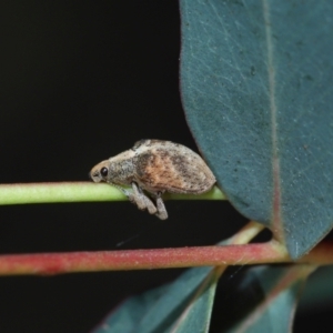 Gonipterus sp. (genus) at Sth Tablelands Ecosystem Park - 20 Jun 2024