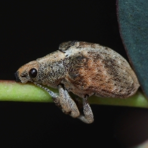 Gonipterus sp. (genus) at Sth Tablelands Ecosystem Park - 20 Jun 2024