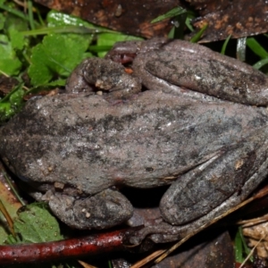 Litoria peronii at Tidbinbilla Nature Reserve - 22 Jun 2024