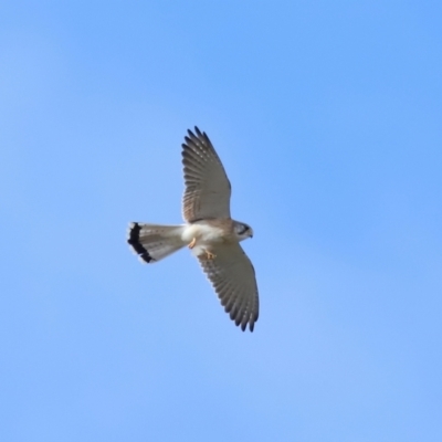 Falco cenchroides (Nankeen Kestrel) at Reservoir Hill, Lawson - 17 Jun 2024 by TimL