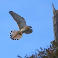 Falco cenchroides at Reservoir Hill, Lawson - 17 Jun 2024 03:29 PM