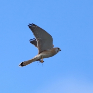 Falco cenchroides at Reservoir Hill, Lawson - 17 Jun 2024 03:29 PM