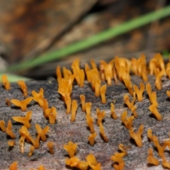 Calocera sp. at Mount Majura - 23 Jun 2024 01:12 PM