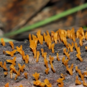 Calocera sp. at Mount Majura - 23 Jun 2024 01:12 PM