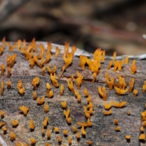 Calocera sp. at Mount Majura - 23 Jun 2024 01:12 PM