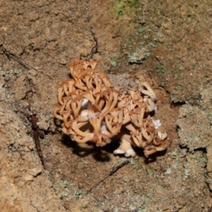 Ramaria capitata var. capitata at Jedbinbilla - 22 Jun 2024