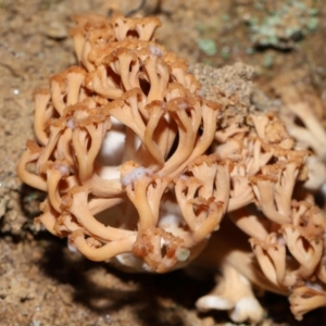 Ramaria capitata var. capitata at Jedbinbilla - 22 Jun 2024