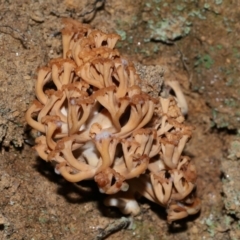 Ramaria capitata var. capitata at Jedbinbilla - 22 Jun 2024